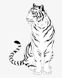 Our vector tiger clipart is instantly downloadable in adobe illustrator (ai or eps) formats. White Tiger Clipart Easy Draw A White Tiger Hd Png Download Transparent Png Image Pngitem