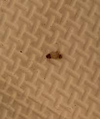 carpet beetles on mat