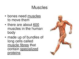 Take into account the maximum number of marks available. The Musculoskeletal System Ppt Download