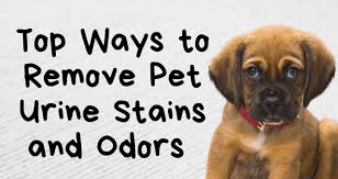 ways to remove pet urine stains odors