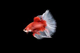 red fish images free on freepik