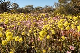 western australia wildflowers guide