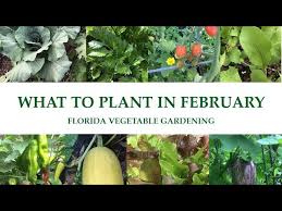 Florida Vegetable Garden