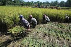 Image result for Rice