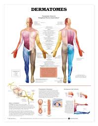 Human Dermatomes Anatomical Chart