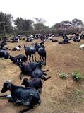 Image result for Mubende Goats For Sale In Uganda