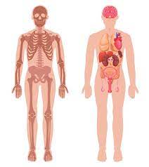 human anatomy images free on