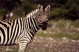 Mountain zebras, however, live in the rugged mountains of south africa and namibia. Plains Zebra Facts Common Zebras Equus Quagga