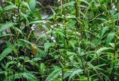 Image search result for “Vietnamese coriander”