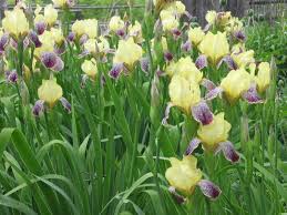 Image result for iris flowers