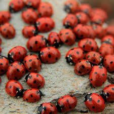 how to get rid of ladybugs family