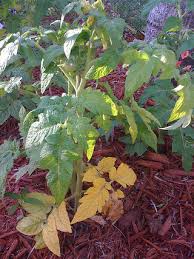 Check spelling or type a new query. Yellowing Leaves On Tomato Plants Veggie Gardener Forum
