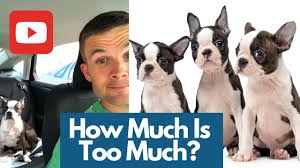 how much do boston terriers cost and