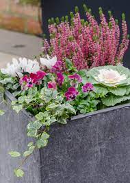 Best Winter Plants For Pots 25