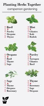 What Herbs Grow Well Together