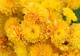 Please find below an extensive list of flower names, firstly by common name and then their botanical equivalent. 30 Types Of Yellow Flowers A To Z Photos And Info Home Stratosphere