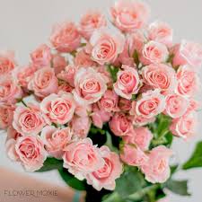 Download rose flower stock photos. Light Pink Spray Rose Flower Diy Wedding Flowers Flower Moxie