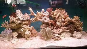 R And Reef Aquariums