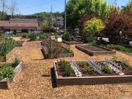 reconnecting our roots community garden