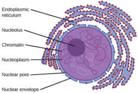 Only found in eukaryotic cells. Eukaryotic Cells Definition Parts Examples And Structure