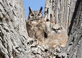 Great Horned Owls The Martha S