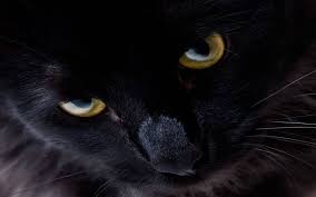 black cat wallpaper to your