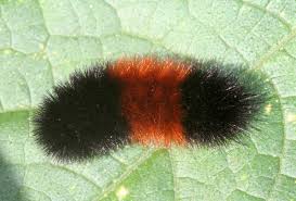 Black and orange caterpillar with white hairs. Fuzzy Fall Visitors Caterpillars That Attract Attention And Could Cause Needless Concern Gardening In Michigan