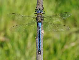 Emperor Dragonfly Wikipedia