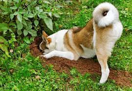 chó con đào bới đất