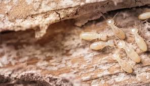 Tree Termite Infestation