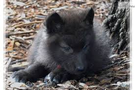 Browse cute pups for sale listed near you. Wolf Puppies For Sale Near Me Petswall