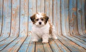 Shih Poo Everything You Need To Know About A Shih Tzu