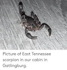 Scorpions — in trance (1975). Picture Of East Tennessee Scorpion In Our Cabin In Gatlingburg Scorpion Meme On Me Me