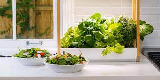 7 Best Indoor Gardening Systems To