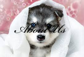 Check spelling or type a new query. Southern Siberian Life Siberian Husky Puppies For Sale