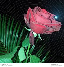 red rose red rose a royalty free