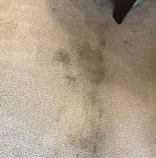 why your carpet is wet in places and