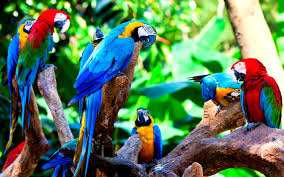 macaws wallpapers wallpaper cave