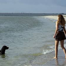 dog friendly florida top spots to