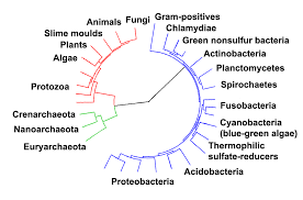 Microorganisms Identification Chart Metal Evolution Family