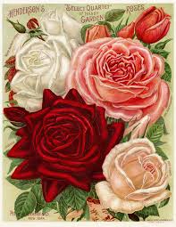 pink and red roses free vine image