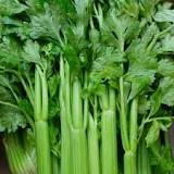 What can I do with too much celery?
