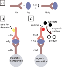 Magnetic Particles