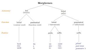 Practice lexical & grammatical morphemes morpheme: Https Se5fd416c4cdc1a50 Jimcontent Com Download Version 1238460504 Module 1730600417 Name Morphology Pdf