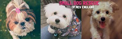 www.smalldogrescuene.org gambar png
