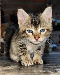 my cute kitten kitten cute catlover