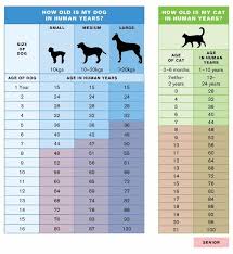 Dog Cat Age Human Age Dogs Dog Cat Cat Ages