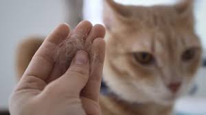 cat dander allergies removal and