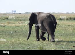 pene de elefante Fotografía de stock - Alamy