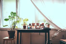 best house plants best indoor plants